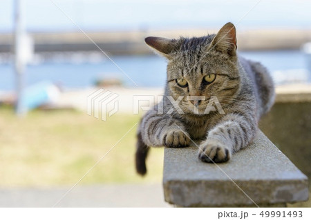 相島の猫 相島の猫 49991493