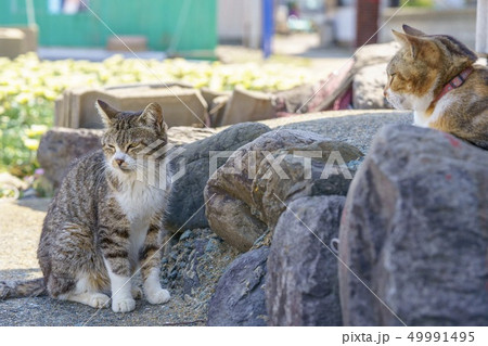 相島の猫 相島の猫 49991495