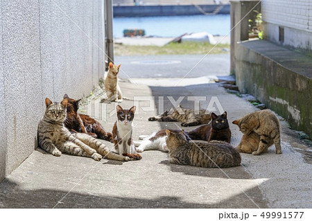 相島の猫 49991577