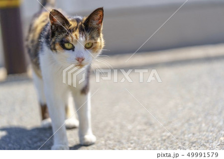 相島の猫 相島の猫 49991579