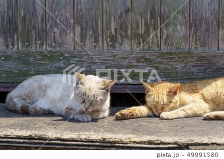 相島の猫 49991580