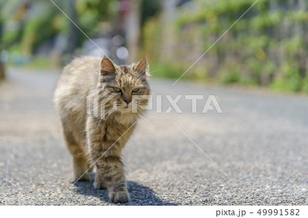相島の猫 相島の猫 49991582