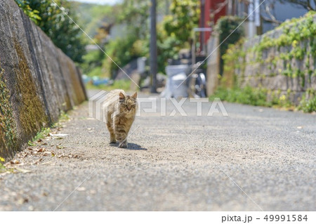 相島の猫 49991584