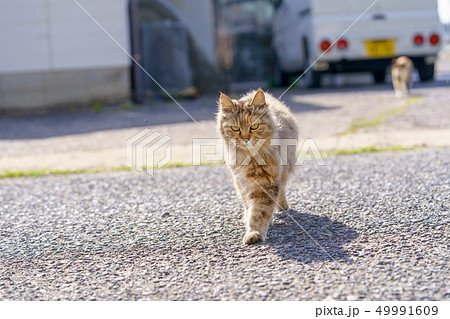 相島の猫 相島の猫 49991609
