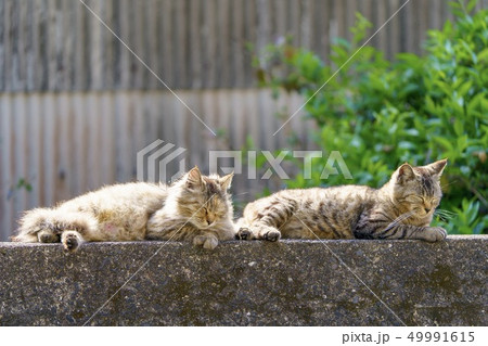 相島の猫 相島の猫 49991615
