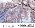 枝垂れ桜　しだれ桜 桜花爛漫① 49991638