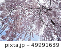 枝垂れ桜吊るし雛如 桜花爛漫② 49991639