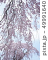 枝垂れ滝桜　しだれ桜 桜花爛漫③ 49991640