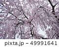 枝垂れ桜雪景色如　しだれ桜 桜花爛漫④ 49991641