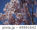 枝垂れ桜　しだれ桜 桜香爛漫⑤ 49991642