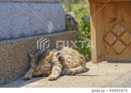 相島の猫 相島の猫 49991675