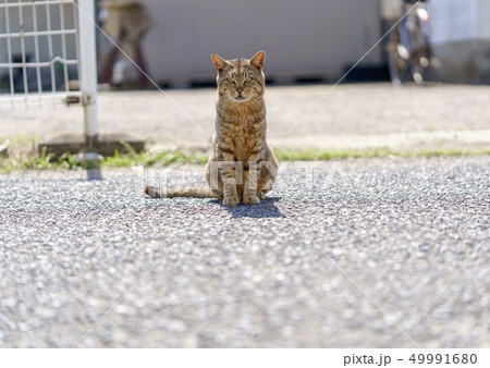 相島の猫 相島の猫 49991680