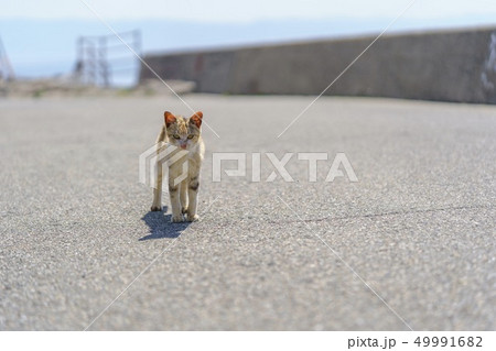 相島の猫 相島の猫 49991682