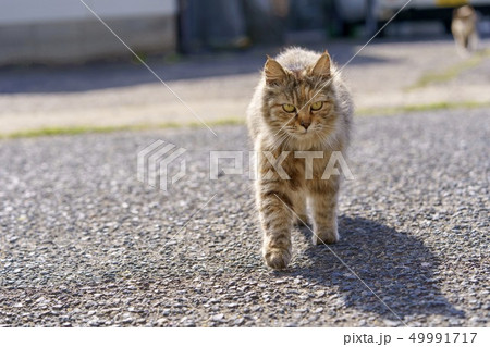 相島の猫 相島の猫 49991717