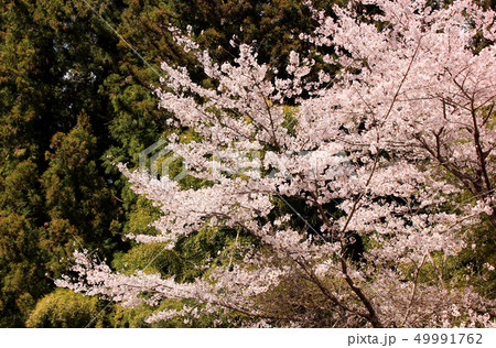 昌福寺の春(2) 49991762