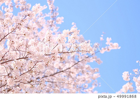 青空と桜 49991868