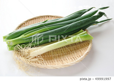 九条ネギ 九条ネギ 49991997