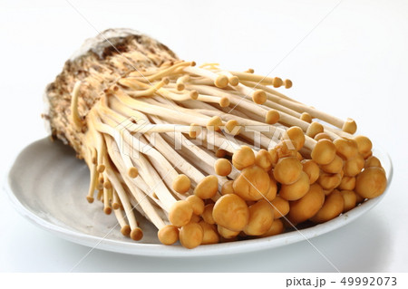 茶エノキ 茶エノキ 49992073