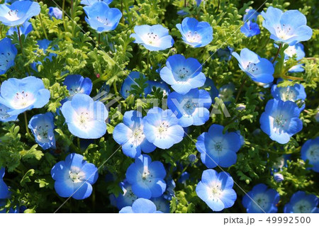 ねもふぃらページ 花 ネモフィラ 青い花 花壇 小さい かわいい 春 茨城の写真素材