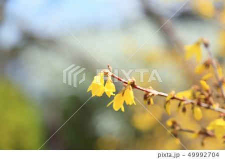 レンギョウの花　満開 49992704