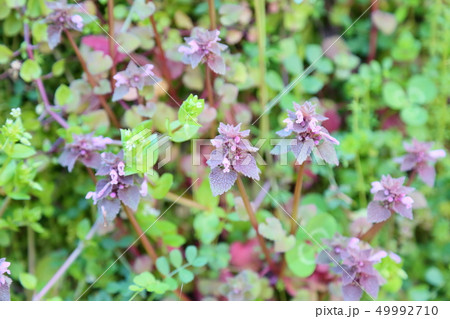 ヒメオドリコソウの花 49992710