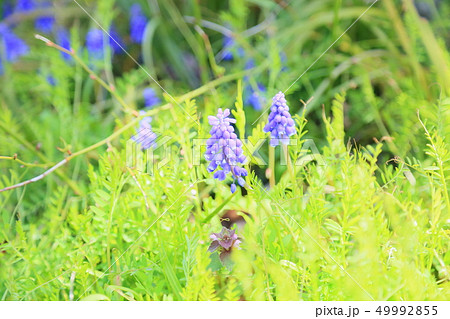 ムスカリの花 ムスカリの花 49992855