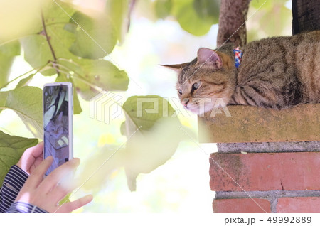 スマホと猫 スマホと猫 49992889