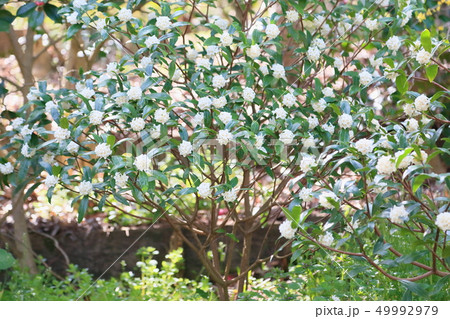 ジンチョウゲの花　満開 49992979