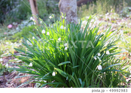 スノーフレークの花 49992983