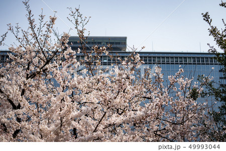 天満橋の桜 49993044