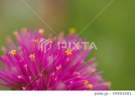 ポフツカワ・メトロシドロス ・ エクスケルサの花 ポフツカワ・メトロシドロス ・ エクスケルサの花 49993081