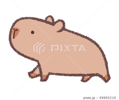 カピバラのイラスト素材