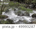新緑の渓流と小川 49993287