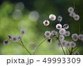 初夏と綿毛 49993309