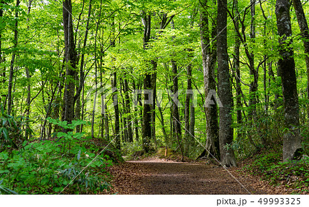 新緑の白神山地 新緑の白神山地 49993325