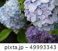 梅雨の6月とあじさい 49993343
