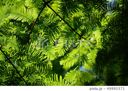 緑のグラデーション メタセコイアの葉 緑のグラデーション メタセコイアの葉 49993371