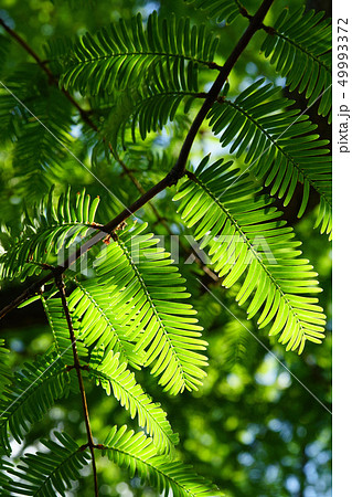 緑のグラデーション　メタセコイアの葉 49993372