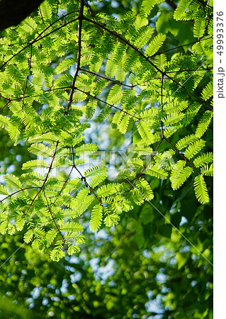 緑のグラデーション　メタセコイアの葉 49993376