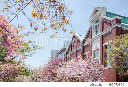 桜の通り抜けと造幣博物館 桜の通り抜けと造幣博物館 49993401