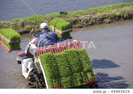 田植えシーズン 田植えシーズン 49993629