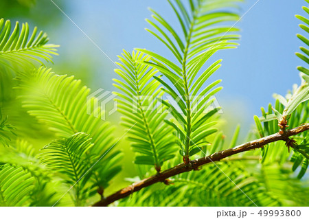 鳥の羽のようなメタセコイアの葉 49993800