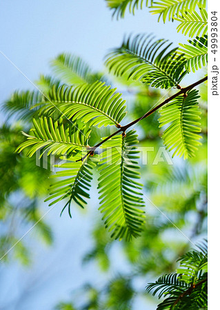 鳥の羽のようなメタセコイアの葉の写真素材