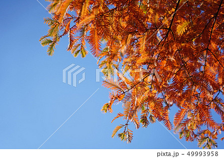 オレンジ色が美しいメタセコイアの紅葉の写真素材