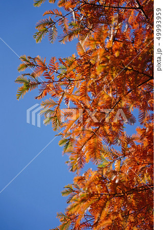 オレンジ色が美しいメタセコイアの紅葉 オレンジ色が美しいメタセコイアの紅葉 49993959