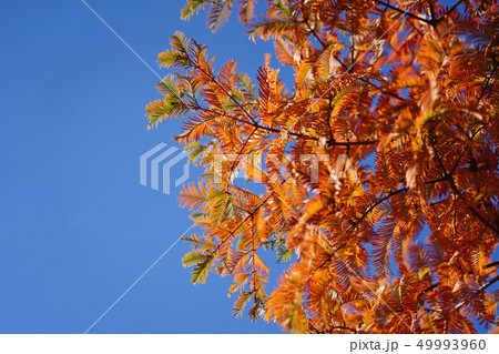 オレンジ色が美しいメタセコイアの紅葉 オレンジ色が美しいメタセコイアの紅葉 49993960