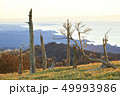 大台ケ原の枯れ木 49993986