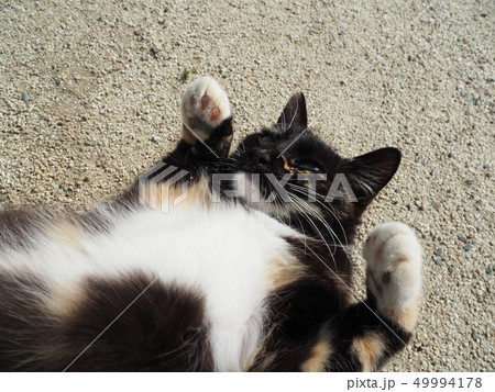 黒猫・お腹を見せる 49994178