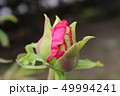 牡丹 49994241