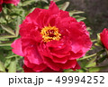 牡丹 49994252